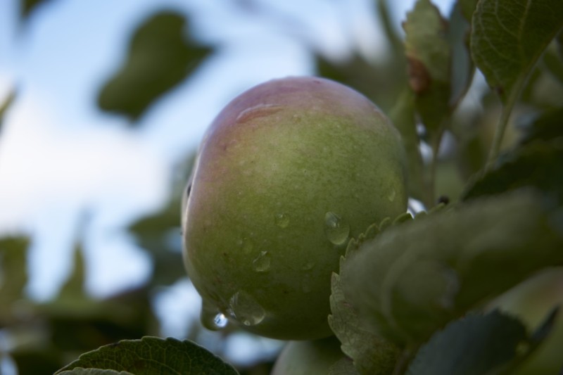 apfel_1
